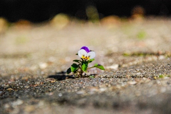 帮助新想法开花